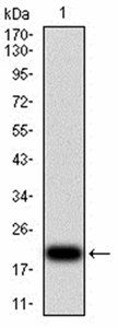 VEGFA Antibody