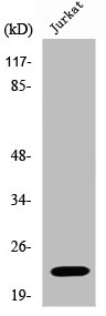 VEGFB Antibody