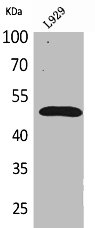 VEGFC Antibody