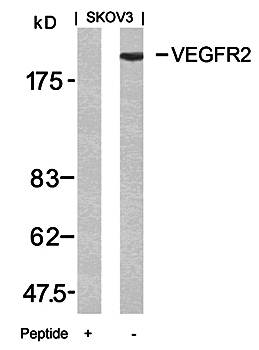 VEGFR2 (Ab-951) Antibody