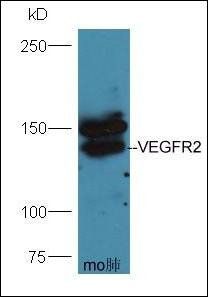 VEGFR2 antibody