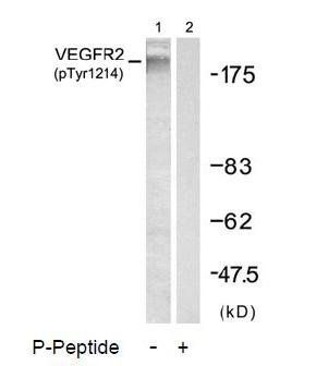 VEGFR2 (Phospho-Tyr1214) Antibody