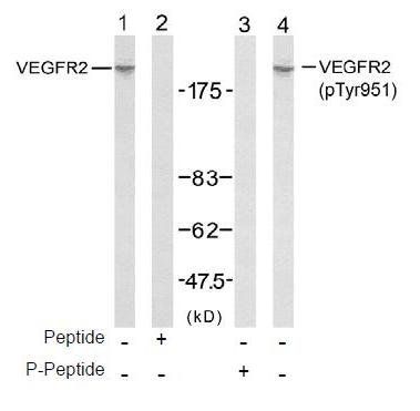VEGFR2 (Phospho-Tyr951) Antibody
