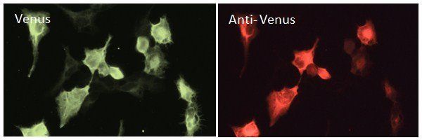 Venus antibody