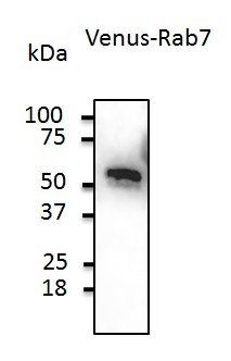 Venus Antibody