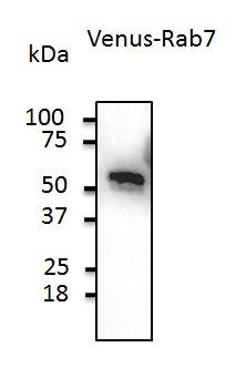 Venus antibody