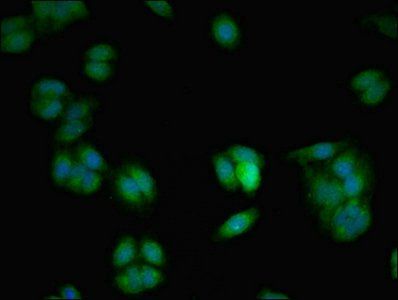VAMP7 Antibody