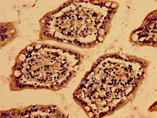 VAMP7 Antibody