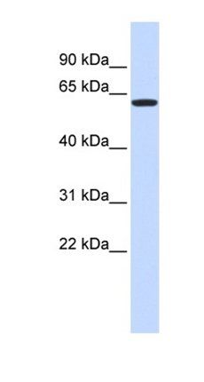 VEZF1 antibody