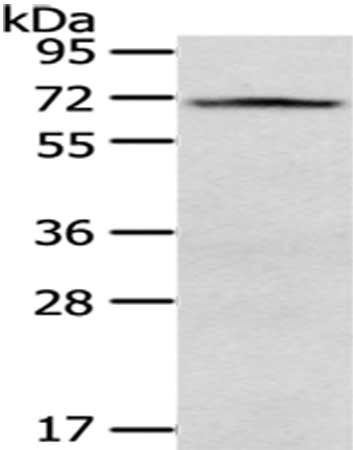 VGF antibody