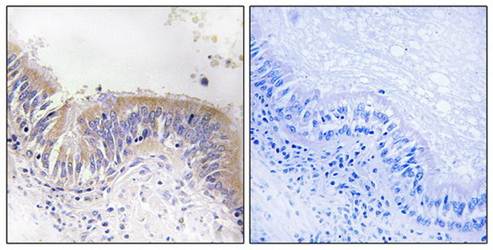 VGF Antibody