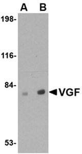 VGF Rabbit Polyclonal Antibody