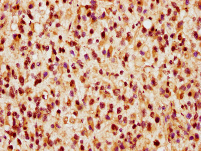 VGLL1 Antibody