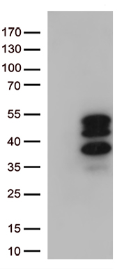 VGLL3 Antibody