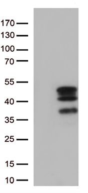 VGLL3 Antibody