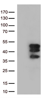 VGLL3 Antibody