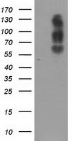 VGLL3 Antibody