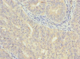 VHLL Antibody