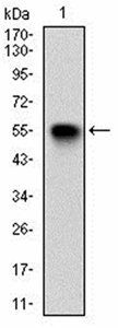 VIL1 Antibody