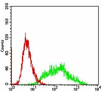 VIL1 Antibody