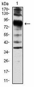 VIL1 Antibody