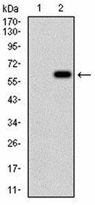 VIL1 Antibody