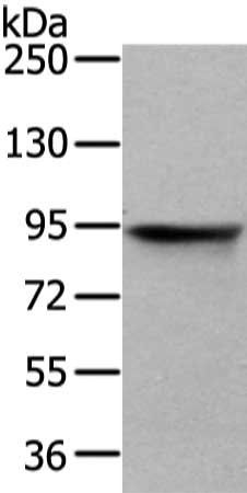 VIL1 antibody