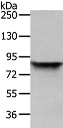 VIL1 Antibody