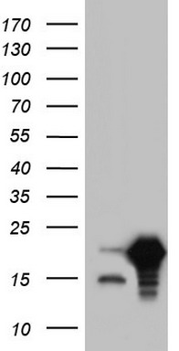 VILIP1 Antibody