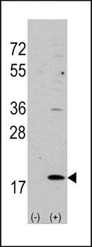 VILIP3 antibody