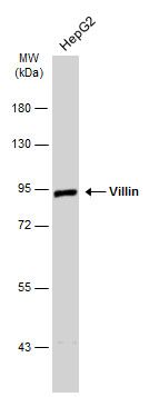 villin 1 Antibody