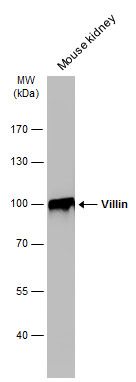 villin 1 Antibody
