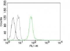Vimentin (Mesenchymal Cell Marker) Antibody