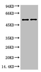 VIM Monoclonal Antibody