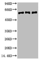 VIM Monoclonal Antibody