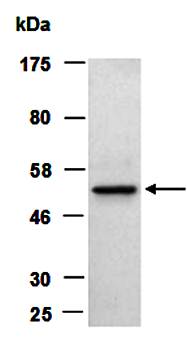 VIMENTIN (N) Antibody, Rabbit Polyclonal