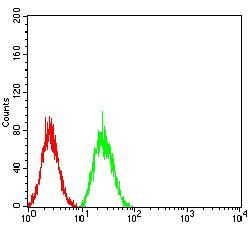 VIMP Antibody