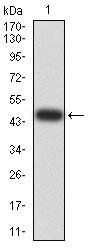 VIMP Antibody