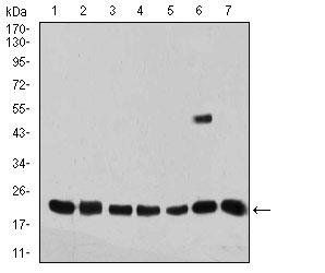 VIMP Antibody