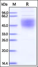 Ebolavirus Envelope Glycoprotein 1 Protein, His Tag