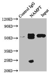 NAMPT Antibody