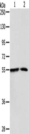 NAMPT Antibody