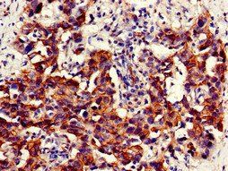 NAMPT Antibody
