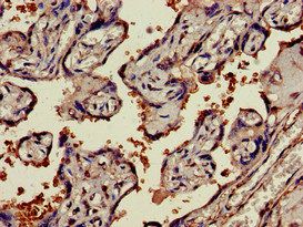 NAMPT Antibody