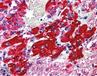 Goat anti-VMAT2 / SLC18A2 Antibody