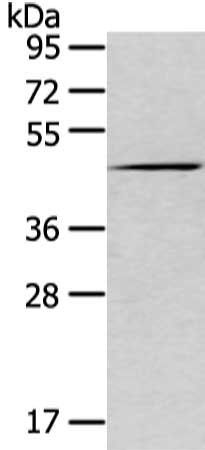 VMP1 antibody