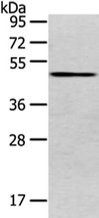 VMP1 antibody