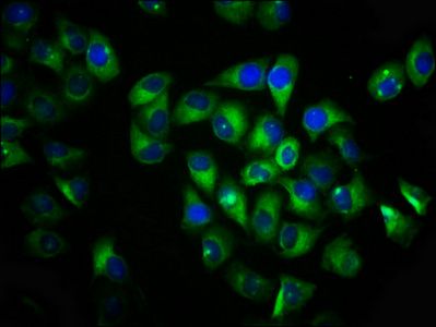 VN1R1 Antibody