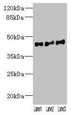 VN1R2 antibody
