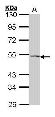 GALR2 antibody